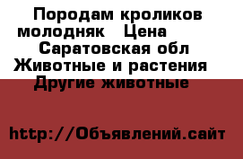 Породам кроликов молодняк › Цена ­ 250 - Саратовская обл. Животные и растения » Другие животные   